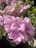 Lady Hudson Bougainvillea Flower Live Plant