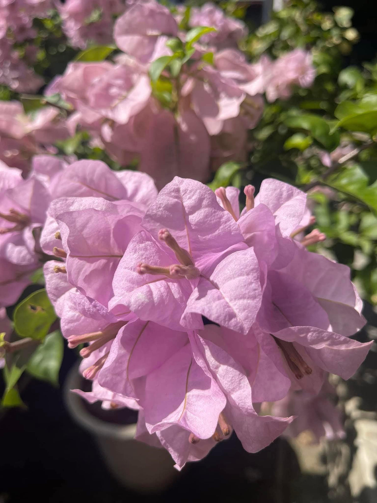 Lady Hudson Bougainvillea Flower Live Plant