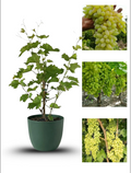 Thai Sweet Finger Grapes Long Size Air Learning Grafted Fruit Plant