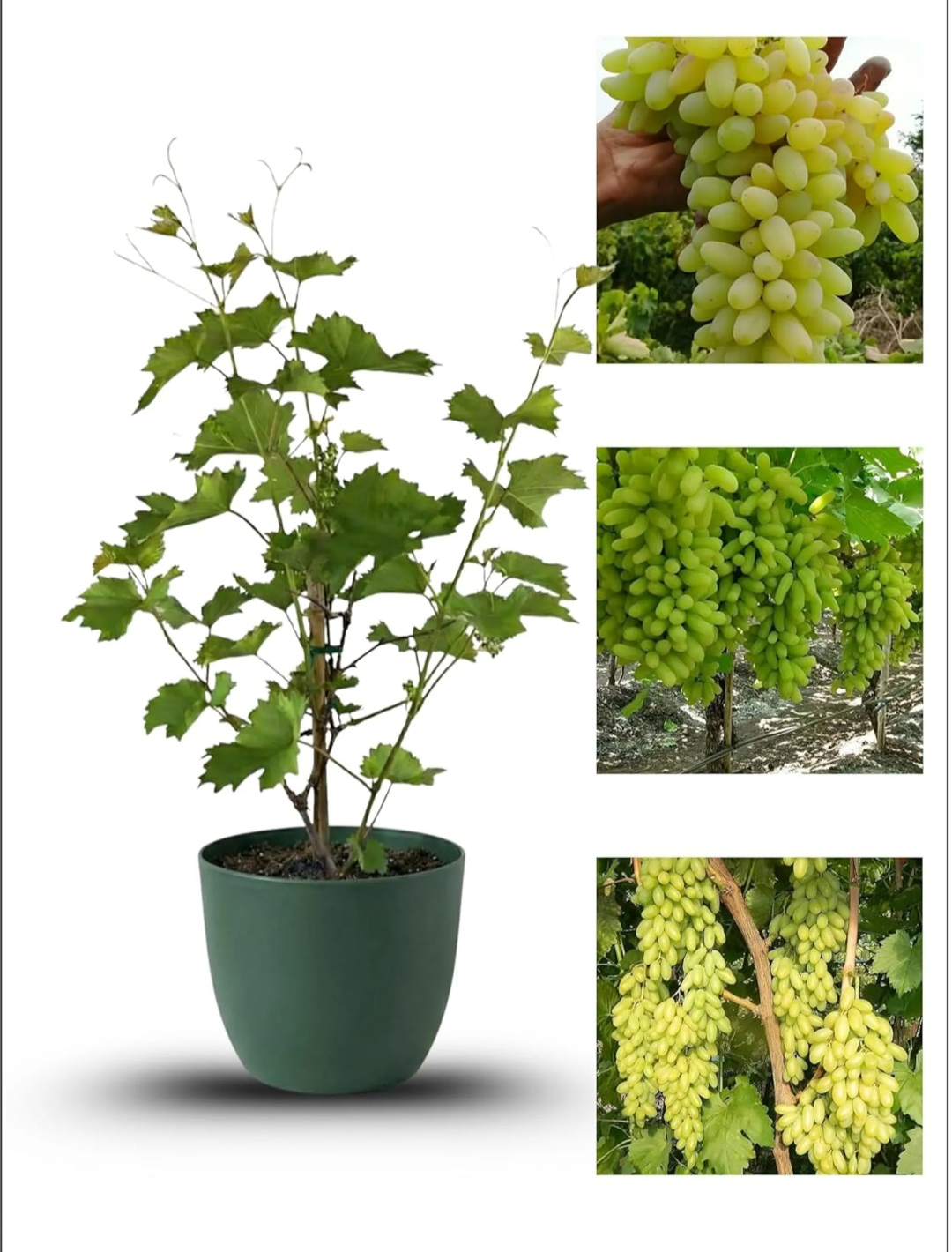 Thai Sweet Finger Grapes Long Size Air Learning Grafted Fruit Plant