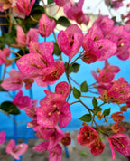 Lady Bird-bougainvillea Flower Live Plant
