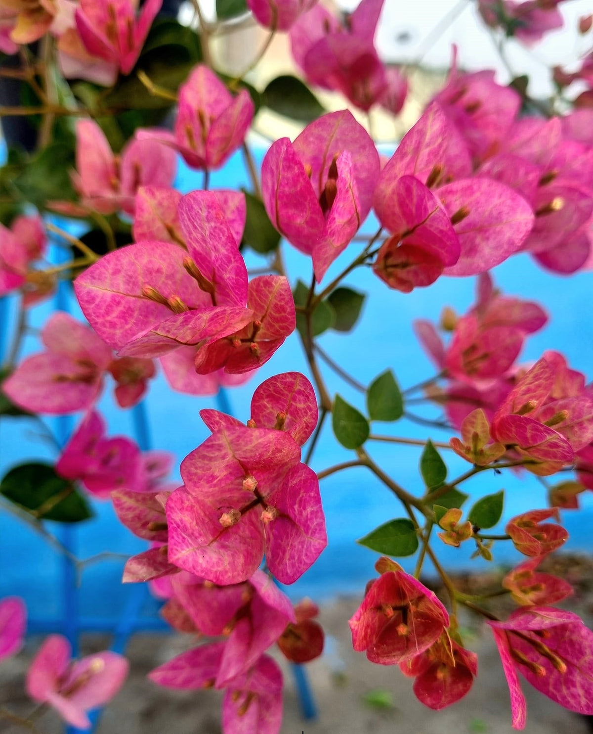 Lady Bird-bougainvillea Flower Live Plant