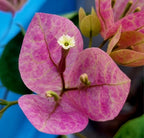 Lady Bird-bougainvillea Flower Live Plant