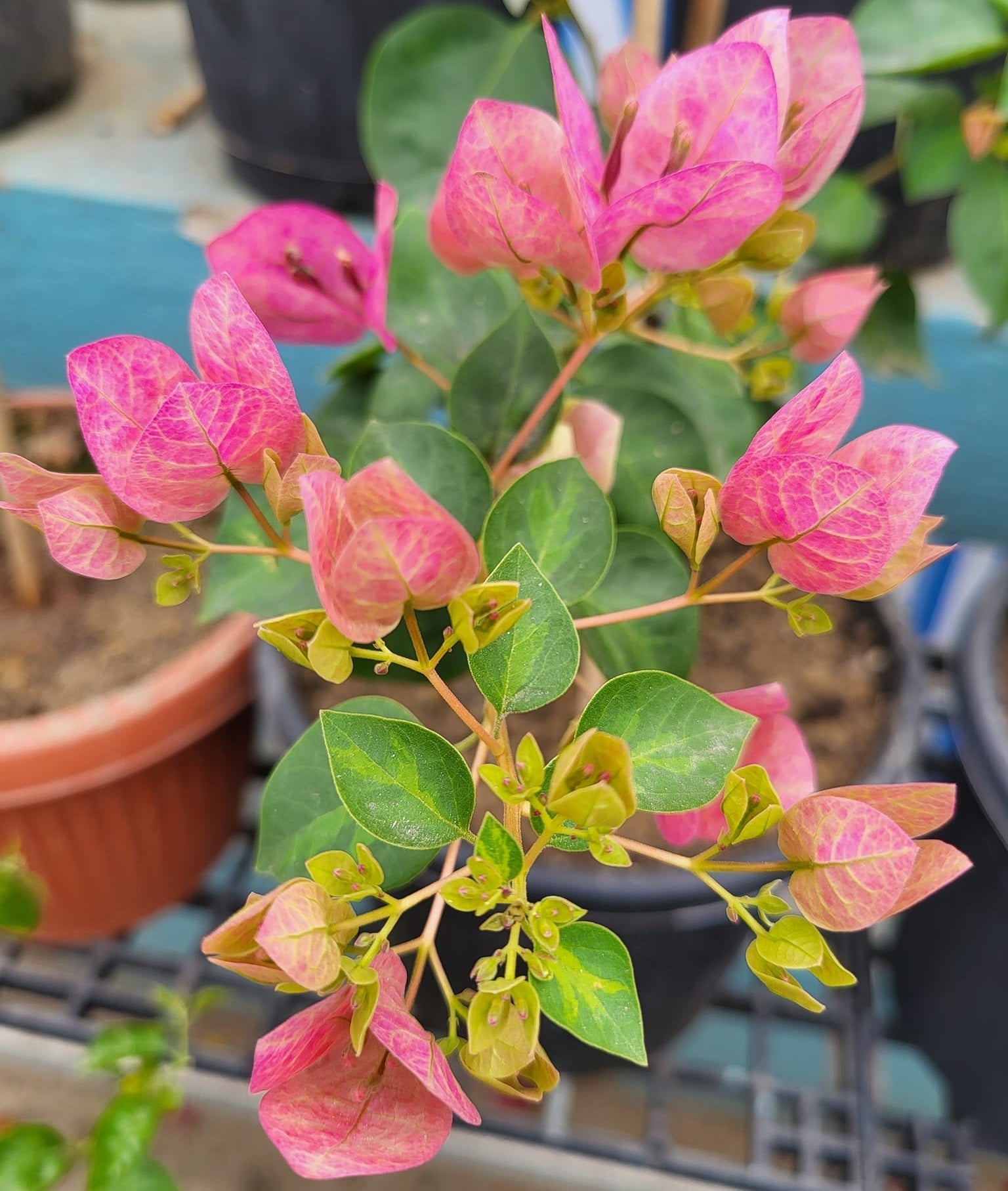 Lady Bird-bougainvillea Flower Live Plant