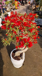 Flame Variegated Bougainvillea Flower Live Plant
