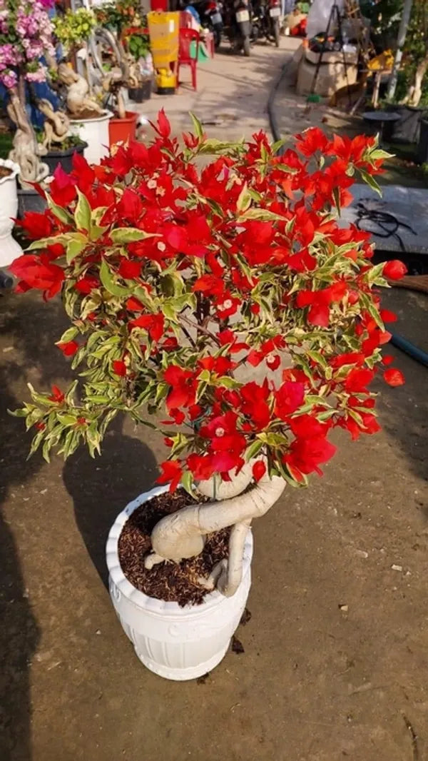Flame Variegated Bougainvillea Flower Live Plant