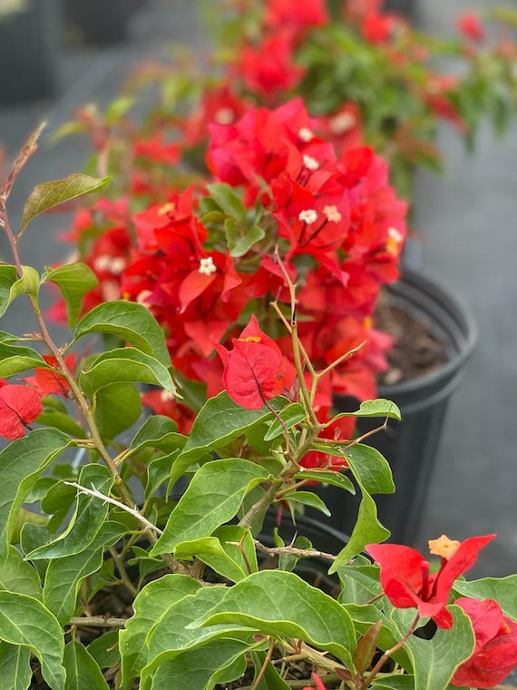 Flame Variegated Bougainvillea Flower Live Plant
