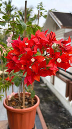 Flame Variegated Bougainvillea Flower Live Plant