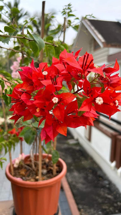 Flame Variegated Bougainvillea Flower Live Plant