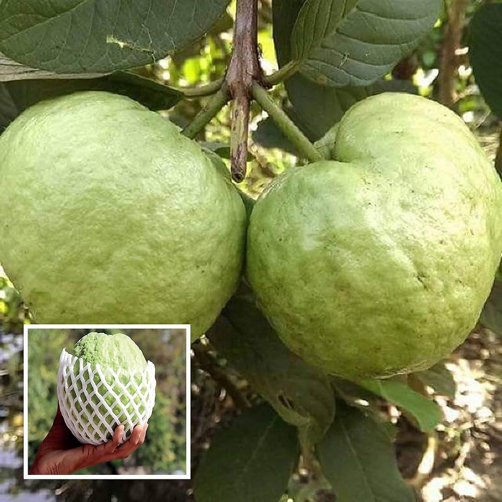 Vietnam Vnr Guava/amrood Hybrid Fruit Plant