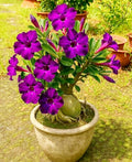 Purple Color Dwarf Varieties Adenium Flower Live Plant (Pack Of - 1)