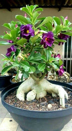 Purple Color Dwarf Varieties Adenium Flower Live Plant (Pack Of - 1)