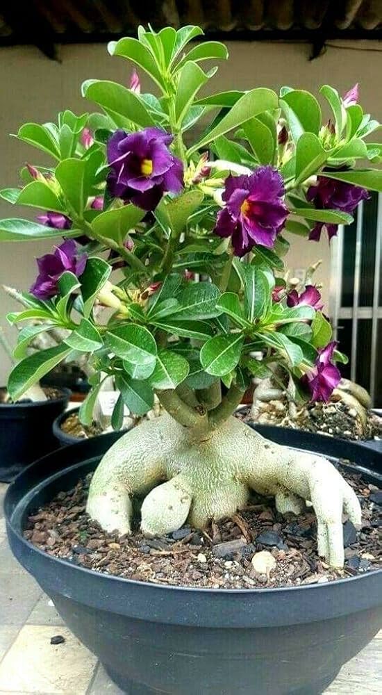Purple Color Dwarf Varieties Adenium Flower Live Plant (Pack Of - 1)