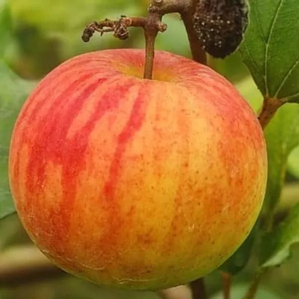Thai Apple Ber Grafted Hybrid Fruit Plant