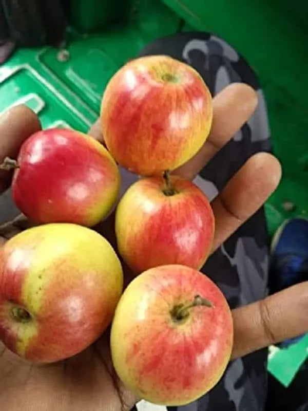 Thai Apple Ber Grafted Fruit Plant