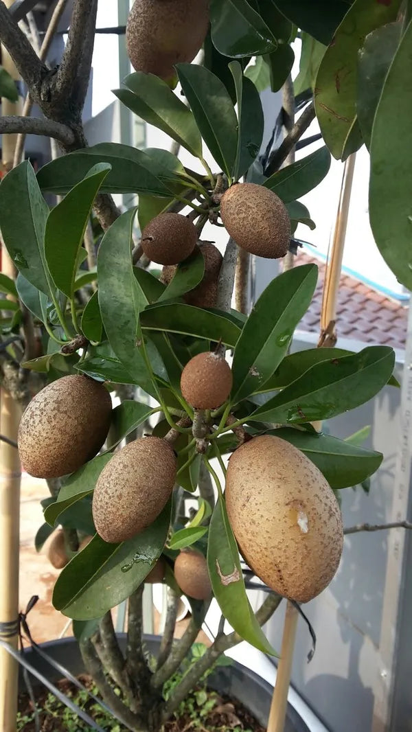 Thai Long Banana Manilkara Sapota Grafted Hybrid Fruit Plant