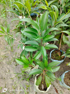 Thai Long Banana Manilkara Sapota Grafted Hybrid Fruit Plant