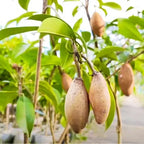 Thai Long Banana Manilkara Sapota Grafted Hybrid Fruit Plant
