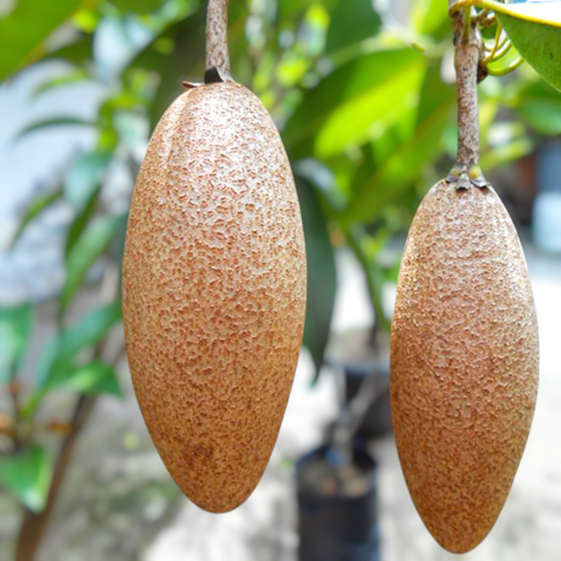 Thai Long Banana Manilkara Sapota Grafted Hybrid Fruit Plant