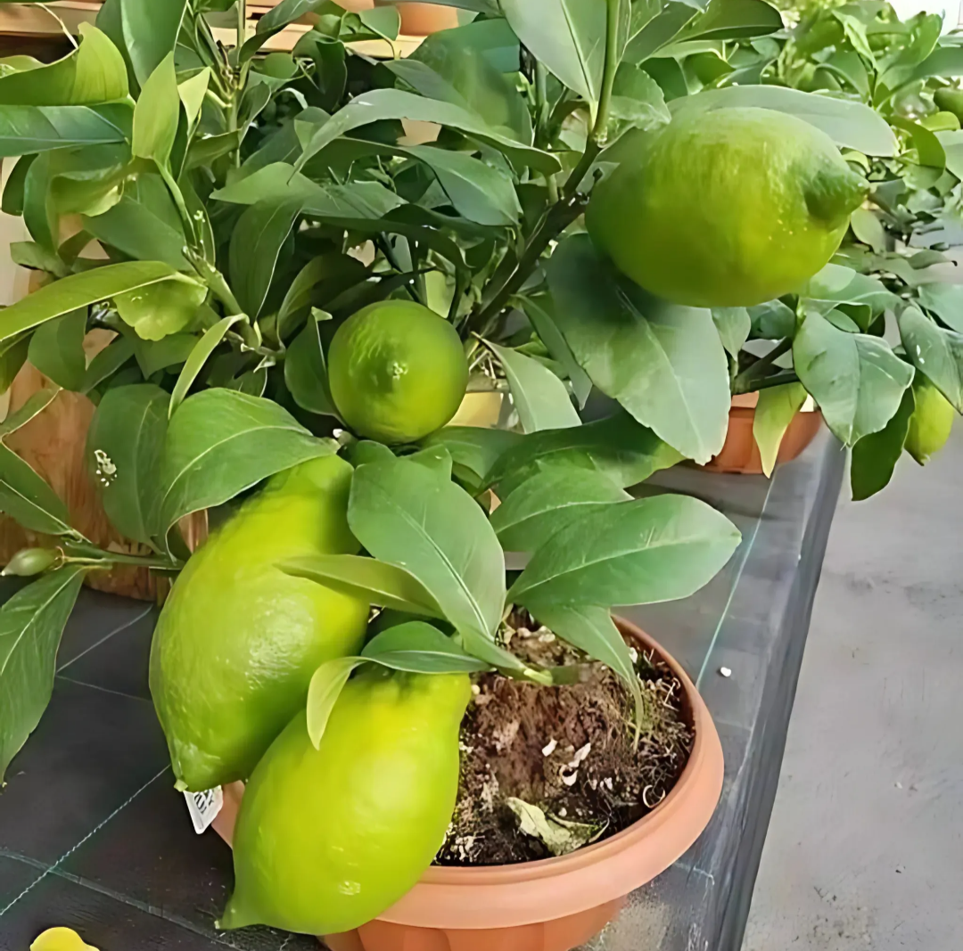 Gondhoraj Lemon/nimbu Hybrid Fruit Plant (pack Of - 1)