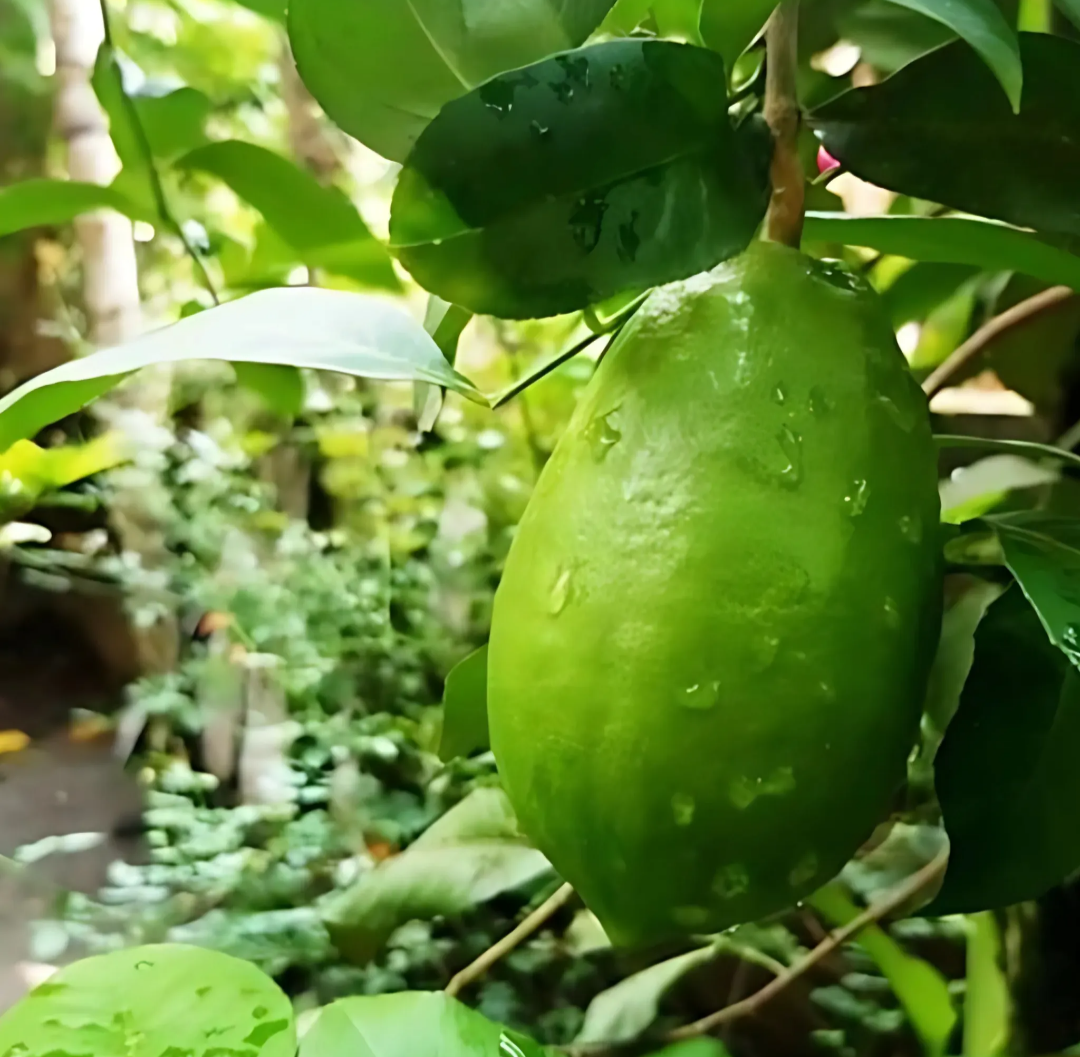 Gondhoraj Lemon/nimbu Hybrid Fruit Plant (pack Of - 1)