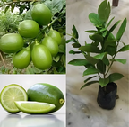 Gondhoraj Lemon/nimbu Hybrid Fruit Plant (pack Of - 1)