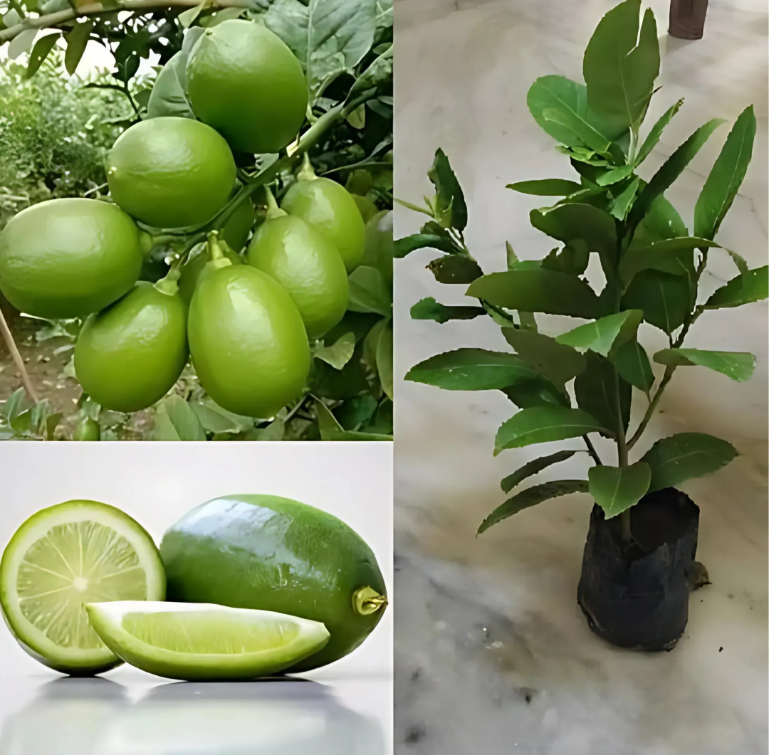 Gondhoraj Lemon/nimbu Hybrid Fruit Plant (pack Of - 1)