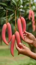 Thai Chilly/lajiao Mango Hybrid Grafted Fruit Plant (pack Of - 1)