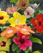 Rare Variety Multicolour Rosa Hibiscus /Gudhal Flowers Live Plant (Pack Of - 1)