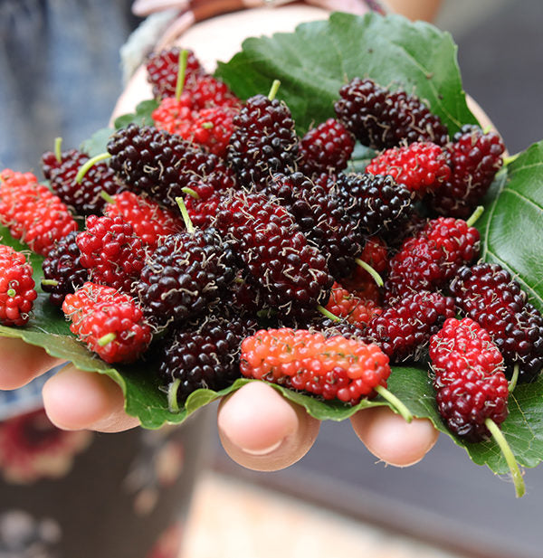 Exotic Mulberry Hybrid Fruit Plant ( Pack Of - 1 )