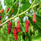 Exotic Mulberry Hybrid Fruit Plant ( Pack Of - 1 )