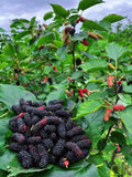Exotic Mulberry Hybrid Fruit Plant ( Pack Of - 1 )