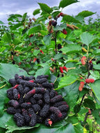 Exotic Mulberry Hybrid Fruit Plant ( Pack Of - 1 )