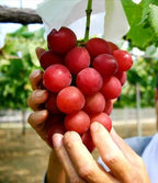 Rare Red Grapes Hybrid Air Learning Fruit Plant (pack Of - 1)