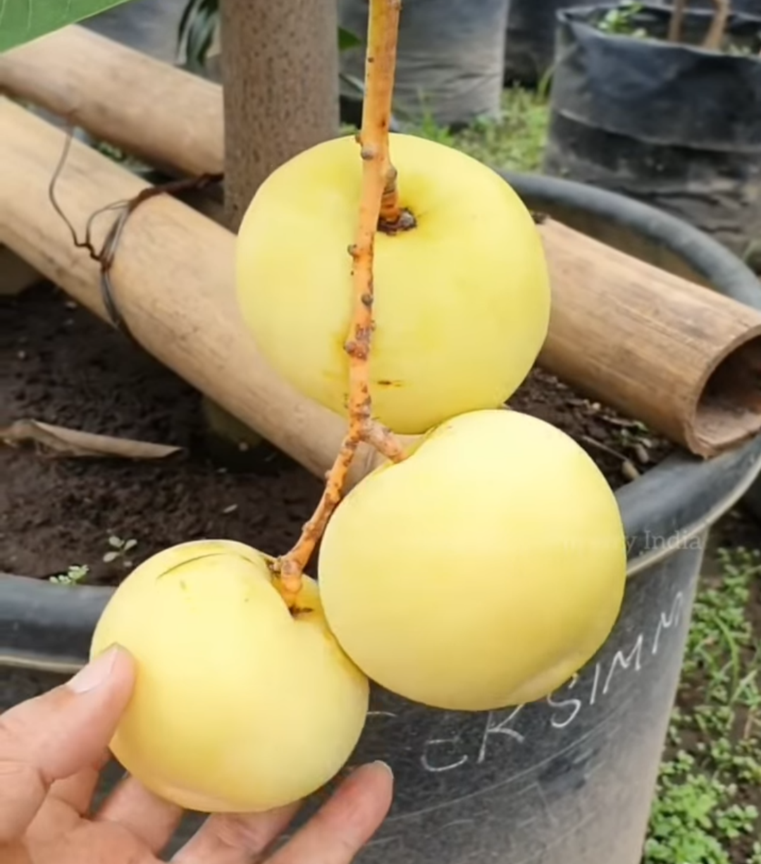 Golden Parsimmon Mango Grafted Hybrid Fruit Plant