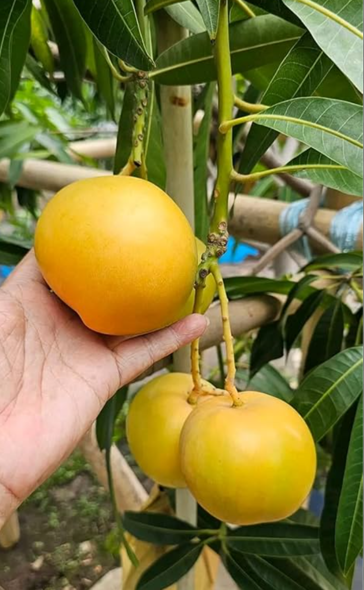 Golden Parsimmon Mango Grafted Hybrid Fruit Plant