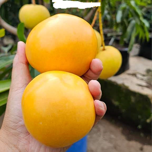 Golden Parsimmon Mango Grafted Hybrid Fruit Plant