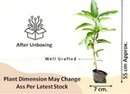 Golden Parsimmon Mango Grafted Hybrid Fruit Plant