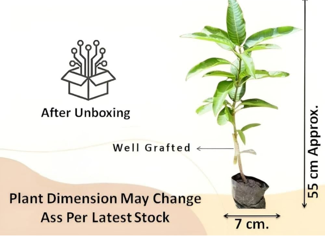 Golden Parsimmon Mango Grafted Hybrid Fruit Plant