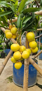Golden Parsimmon Mango Grafted Hybrid Fruit Plant