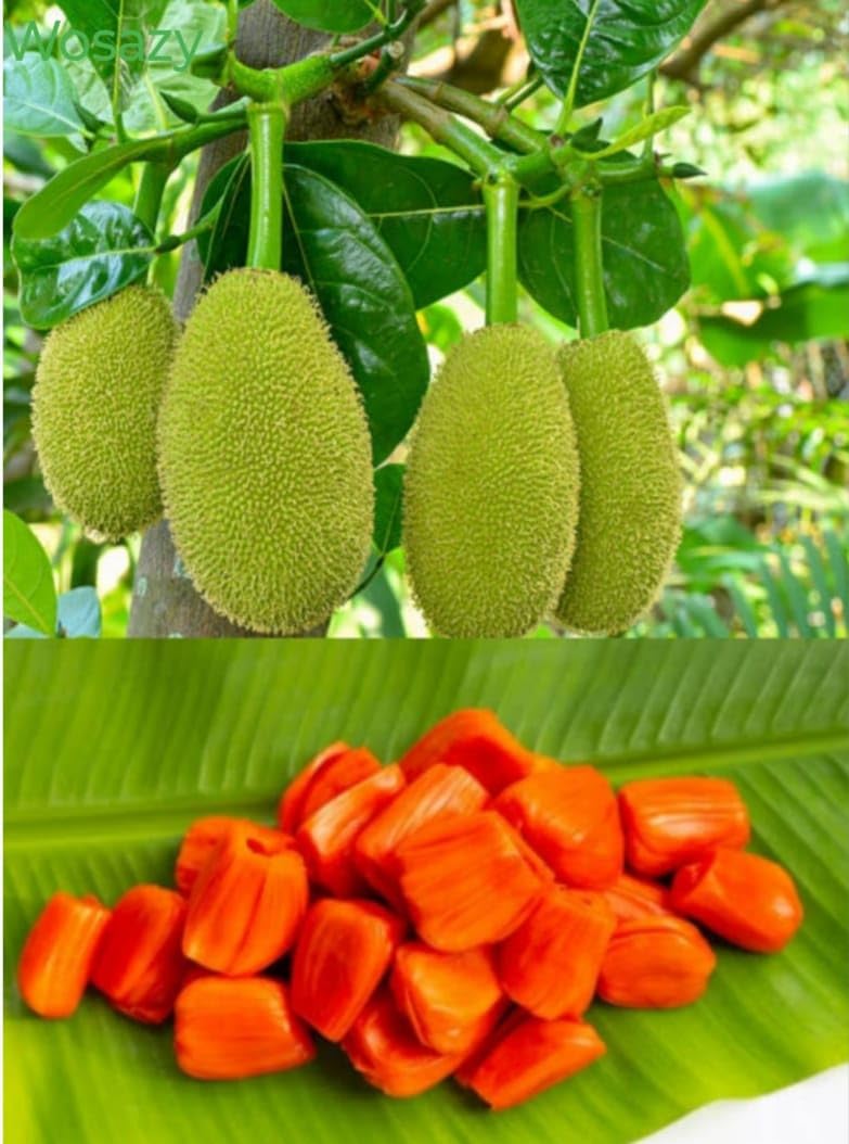 Thai All Time Red Jack Fruit Hybrid Grafted Plant