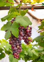 Victoria Seedless Grapes Hybrid Air Learning Grafted Fruit Plant (Pack Of - 1)