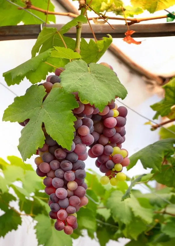 Victoria Seedless Grapes Hybrid Air Learning Grafted Fruit Plant (Pack Of - 1)
