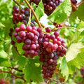 Victoria Seedless Grapes Hybrid Air Learning Grafted Fruit Plant (Pack Of - 1)