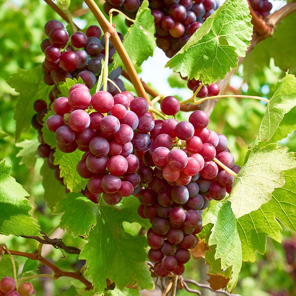Victoria Seedless Grapes Hybrid Air Learning Grafted Fruit Plant (Pack Of - 1)