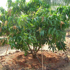 Alphonso Mango Hybrid Grafted Fruit Plant