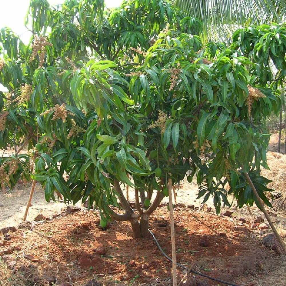 Alphonso Mango Hybrid Grafted Fruit Plant