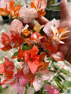 Maharani Bougainvillea Flower Live Plant