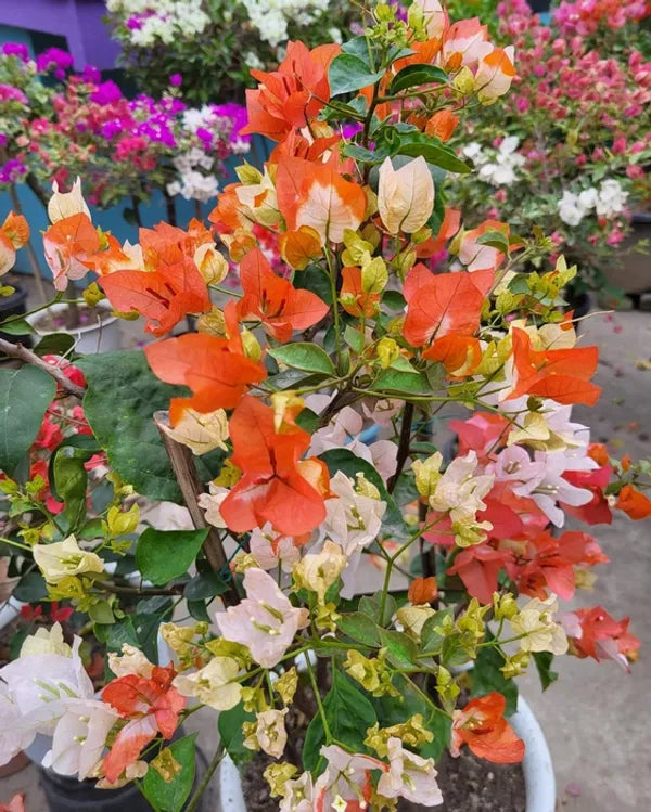 Maharani Bougainvillea Flower Live Plant