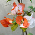 Maharani Bougainvillea Flower Live Plant